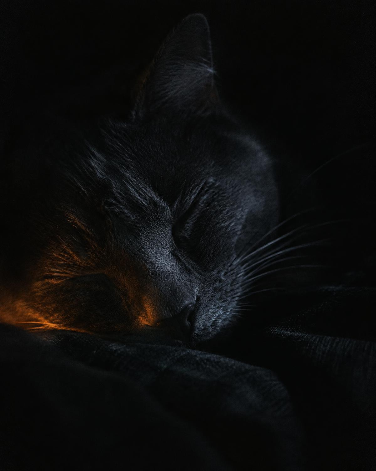A dark grey cat asleep, lit by a faint amber glow